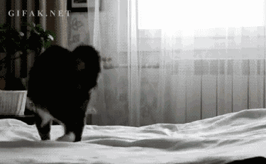[Image: cat-playing-with-blanket.gif]
