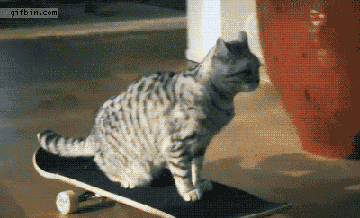 15 Hilarious Cat Gifs