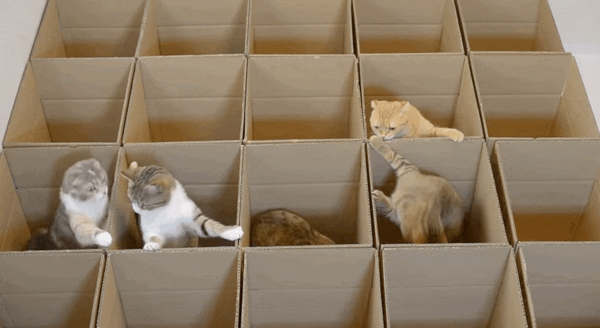 http://www.whycatwhy.com/wp-content/uploads/2016/08/cat-cardboard-box-maze.gif