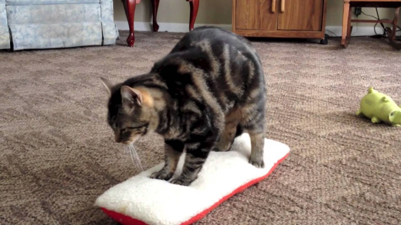 cat kneading toy