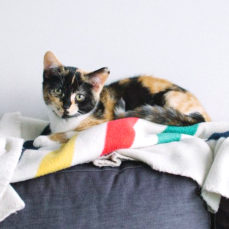 kitten kneading blanket